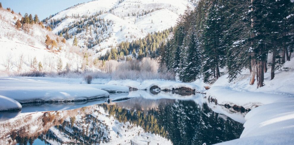 snow-covered tree near body of water